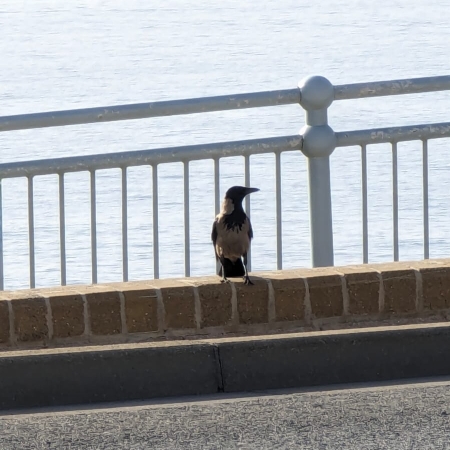 Hooded Crow